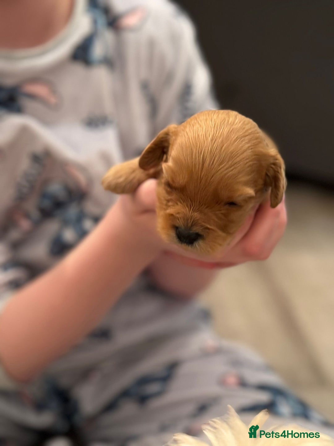 Cockapoo dogs for sale: F2 cockapoo puppies! - Advert 13