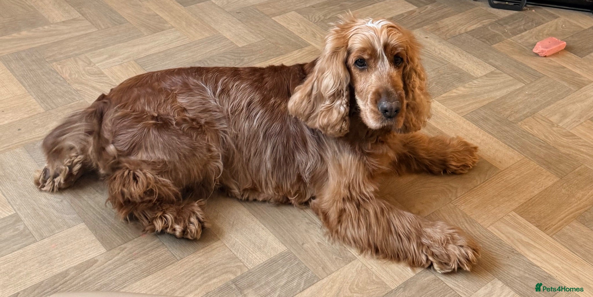 Cocker Spaniel dogs ✨WAITING LIST FOR NEXT YEARS LITTER ✨ - Advert 6