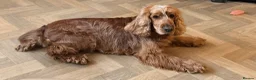 Cocker Spaniel dogs for sale: 🍋REAVAILABLE KC lemon roan show cocker - Advert 11