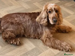 Cocker Spaniel dogs ✨WAITING LIST FOR NEXT YEARS LITTER ✨ - Advert 6