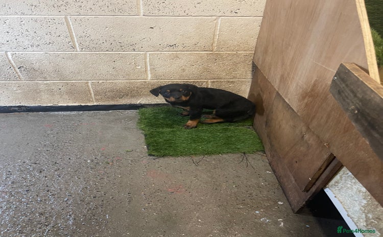 Rottweiler dogs - Advert 5