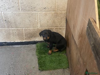 Rottweiler dogs - Advert 4