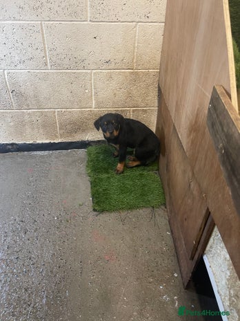 Rottweiler dogs - Advert 5