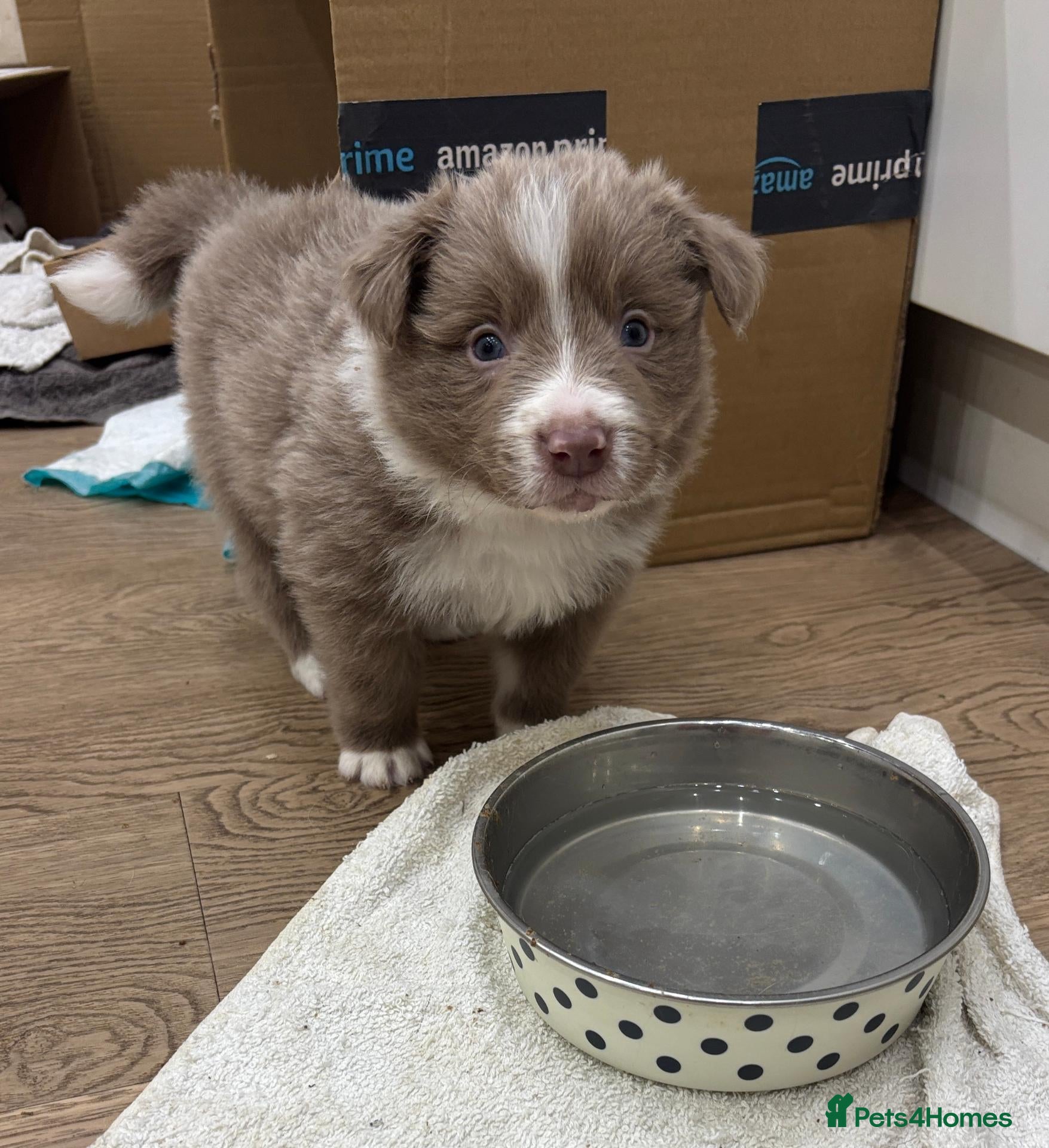 Border Collie dogs KC Registered Show Border Collie Puppies - Advert 2