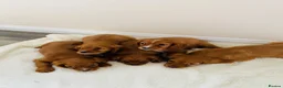 Cockalier dogs for sale: Cockalier puppy’s  - Advert 12