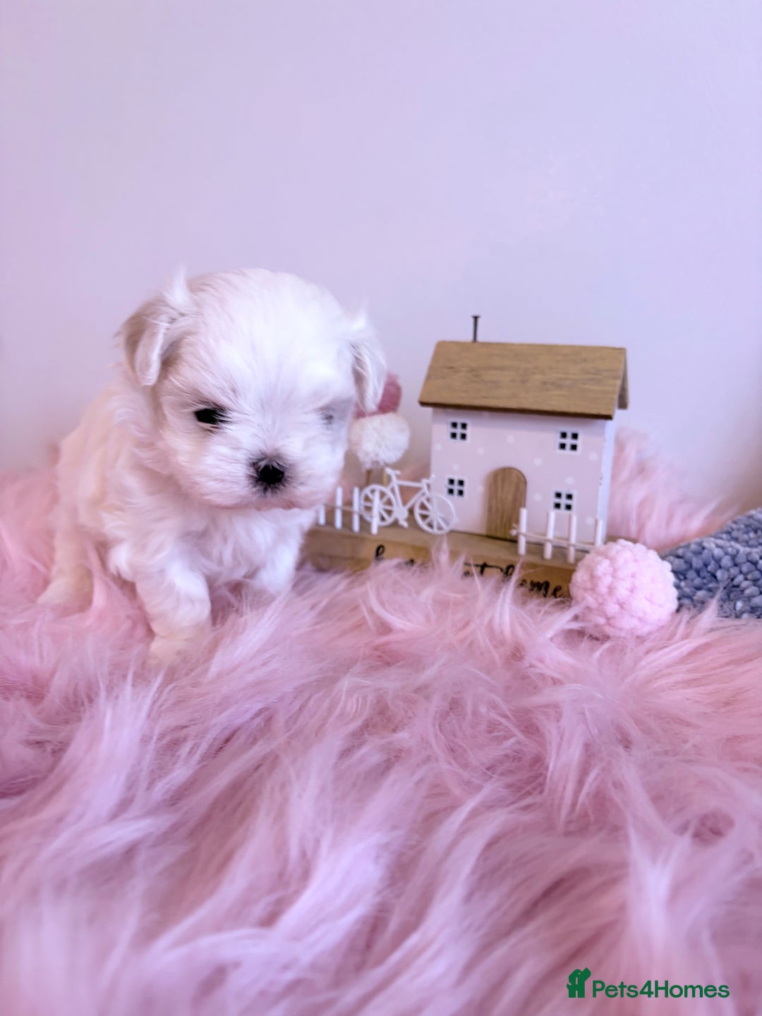 Maltese dogs for sale: ❤️🩵Full Korean Baby pups🩵❤️ - Advert 17