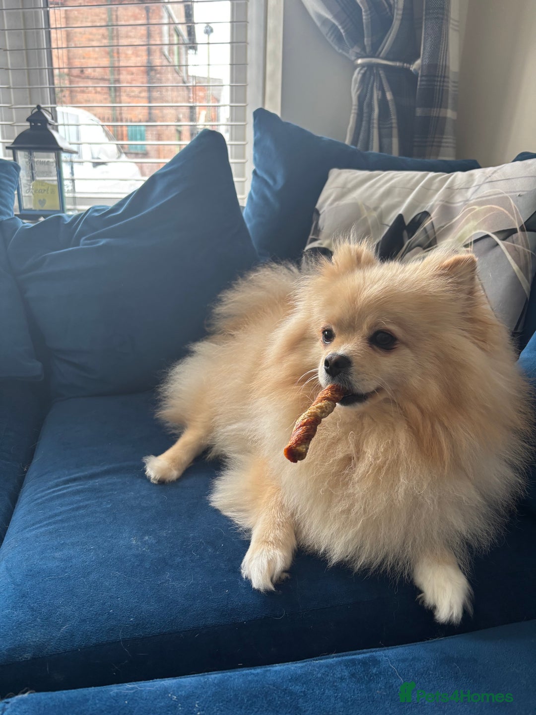 Pomeranian dogs for sale: Pomeranian - Advert 4