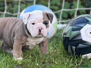English Bulldog dogs 🌟 health tested parents 🌟 Olde English Puppies🌟 - Advert 18