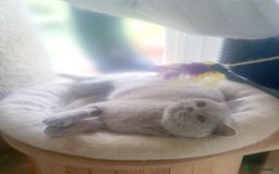 British Shorthair cats for sale: Beautiful Lilac British Shorthair Female - Image 5