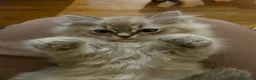 Ragdoll cats for sale: 3 beautiful fluffy ragdoll kittens - Advert 13