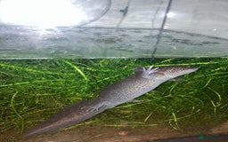 Other/Mixed Breed fish for sale: Two Axolotls - Wild Type - Green/Black - Image 2