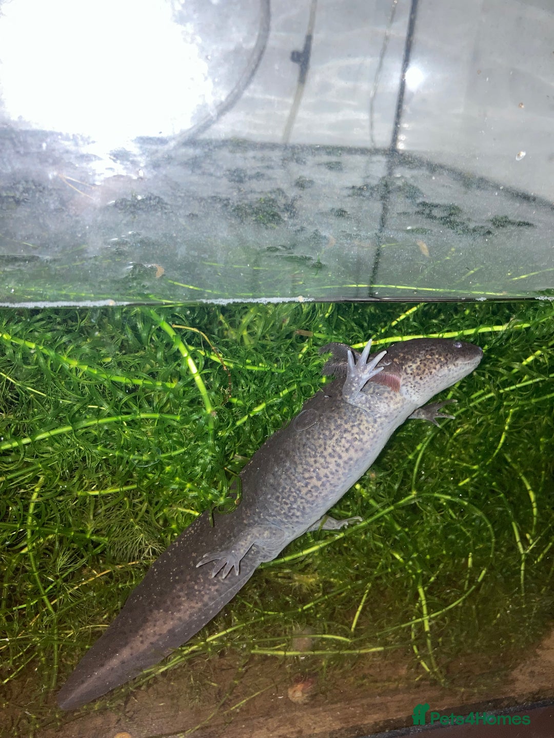 Other/Mixed Breed fish for sale: Two Axolotls - Wild Type - Green/Black - Image 2