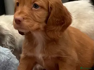 Cocker Spaniel dogs Beautiful Cocker spaniel pups - Advert 11