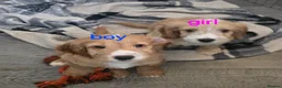 Cockapoo dogs for sale: 2 cockapoos boy and girl - Advert 24