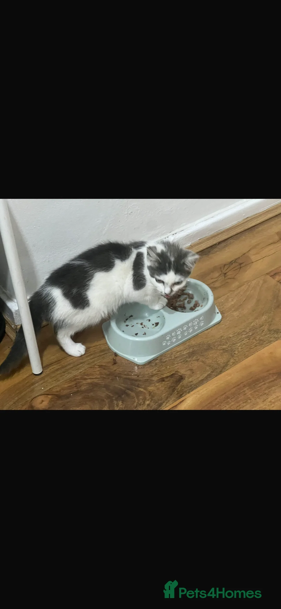 Mixed Breed cats for sale: Latte - Advert 5