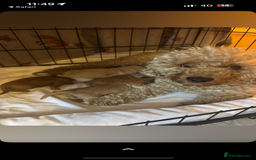 Cockapoo dogs for sale: 5 f1 cockerpoo puppies  - Image 8