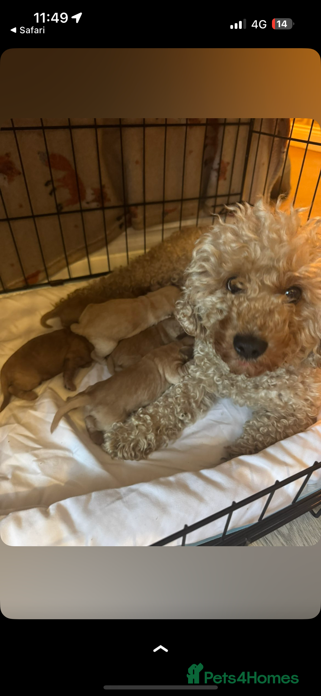 Cockapoo dogs for sale: 5 f1 cockerpoo puppies  - Image 8