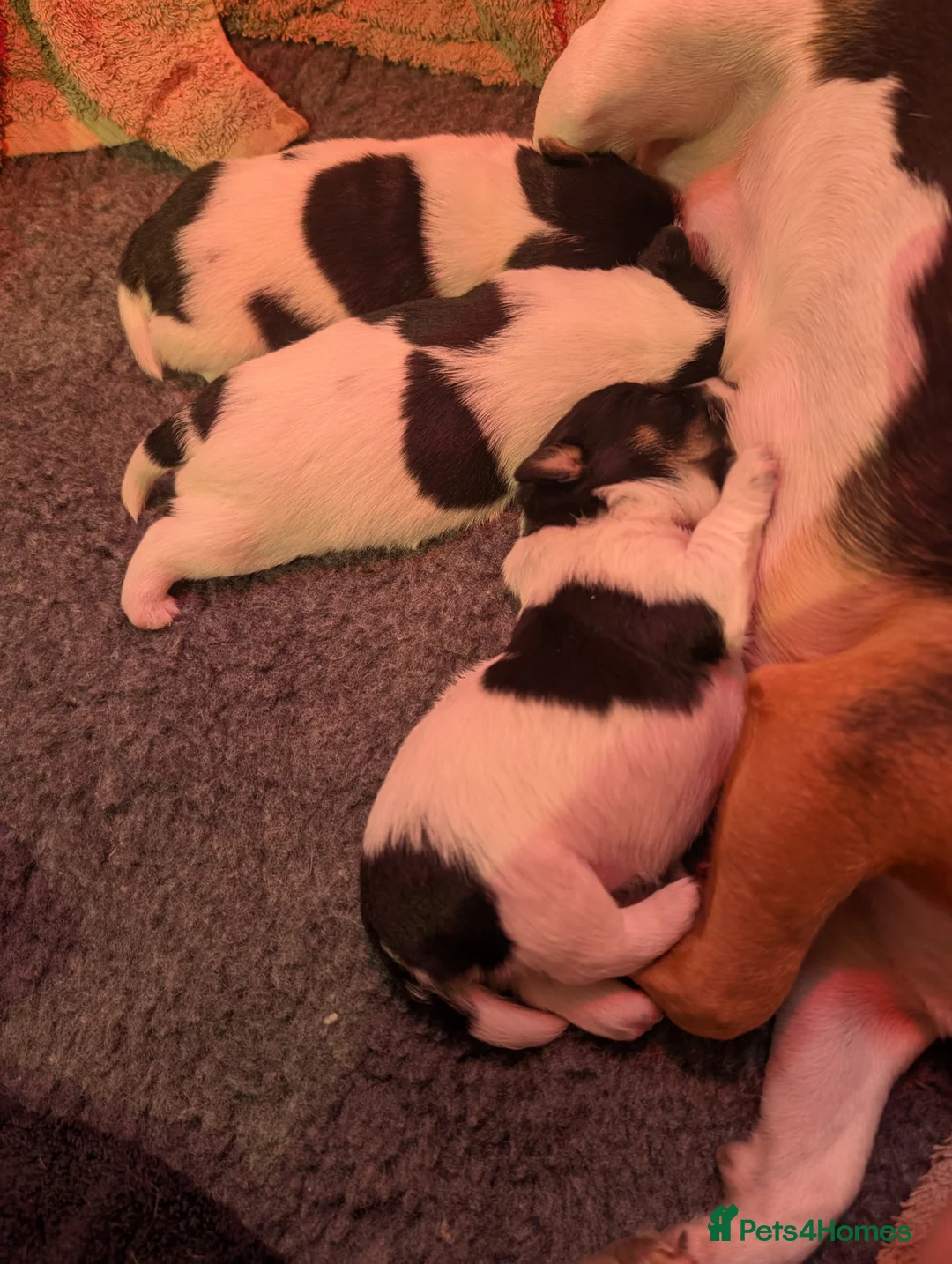 Jack Russell dogs for stud: Proven Small Jack Russell for Stud - Advert 4