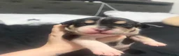 Mixed Breed dogs for sale: French bulldog cross spaniel mix breed - Advert 8