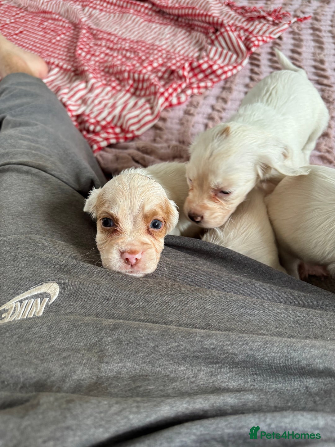 Cocker Spaniel dogs for sale: Cocker Spaniel Puppies (White/White & Gold) - Image 7