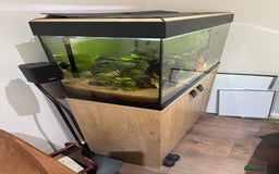 Goldfish fish for sale: Fluval Fish Tank with Cabinet and lots of extras  - Image 3