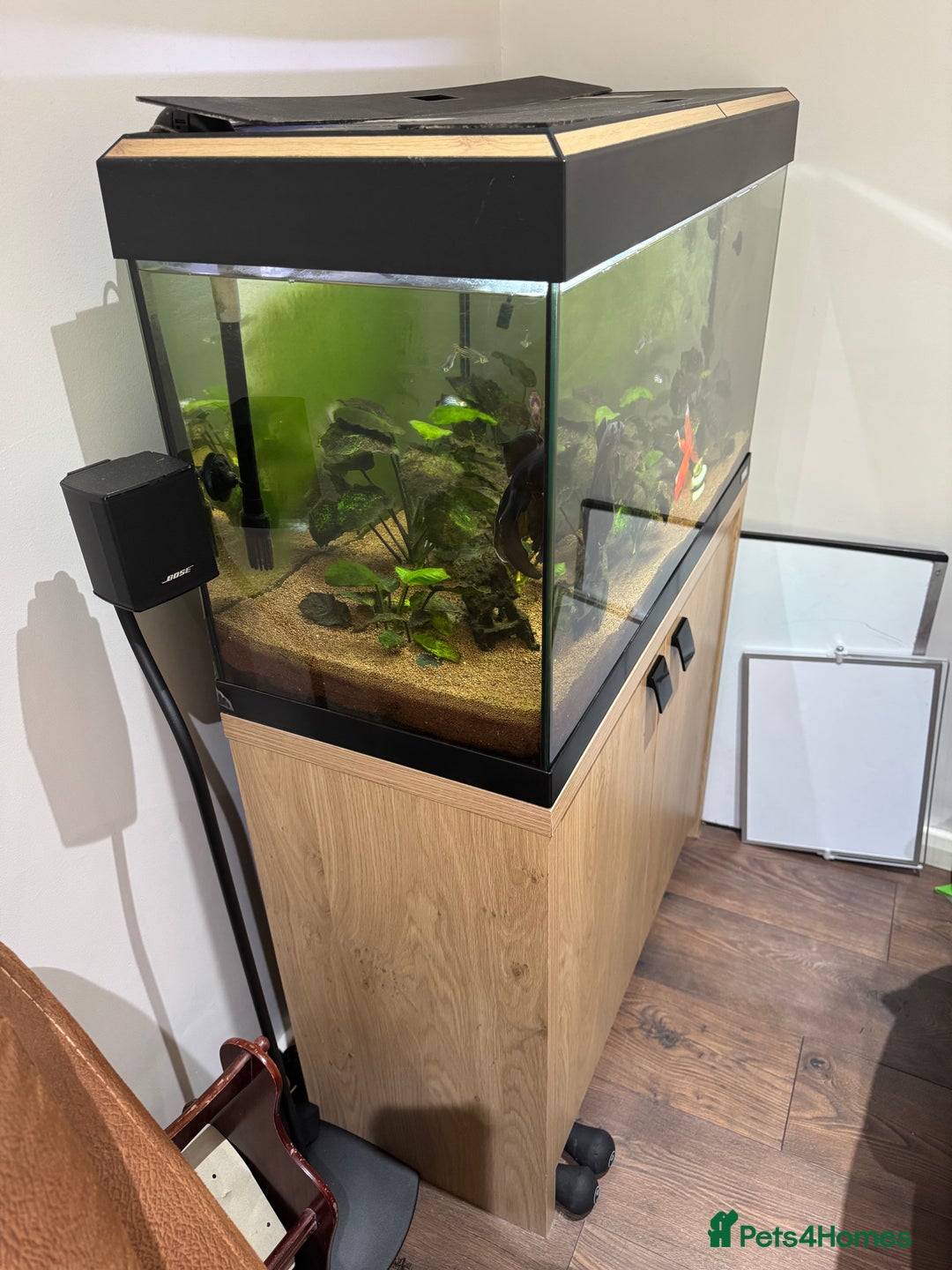 Goldfish fish for sale: Fluval Fish Tank with Cabinet and lots of extras  - Image 3