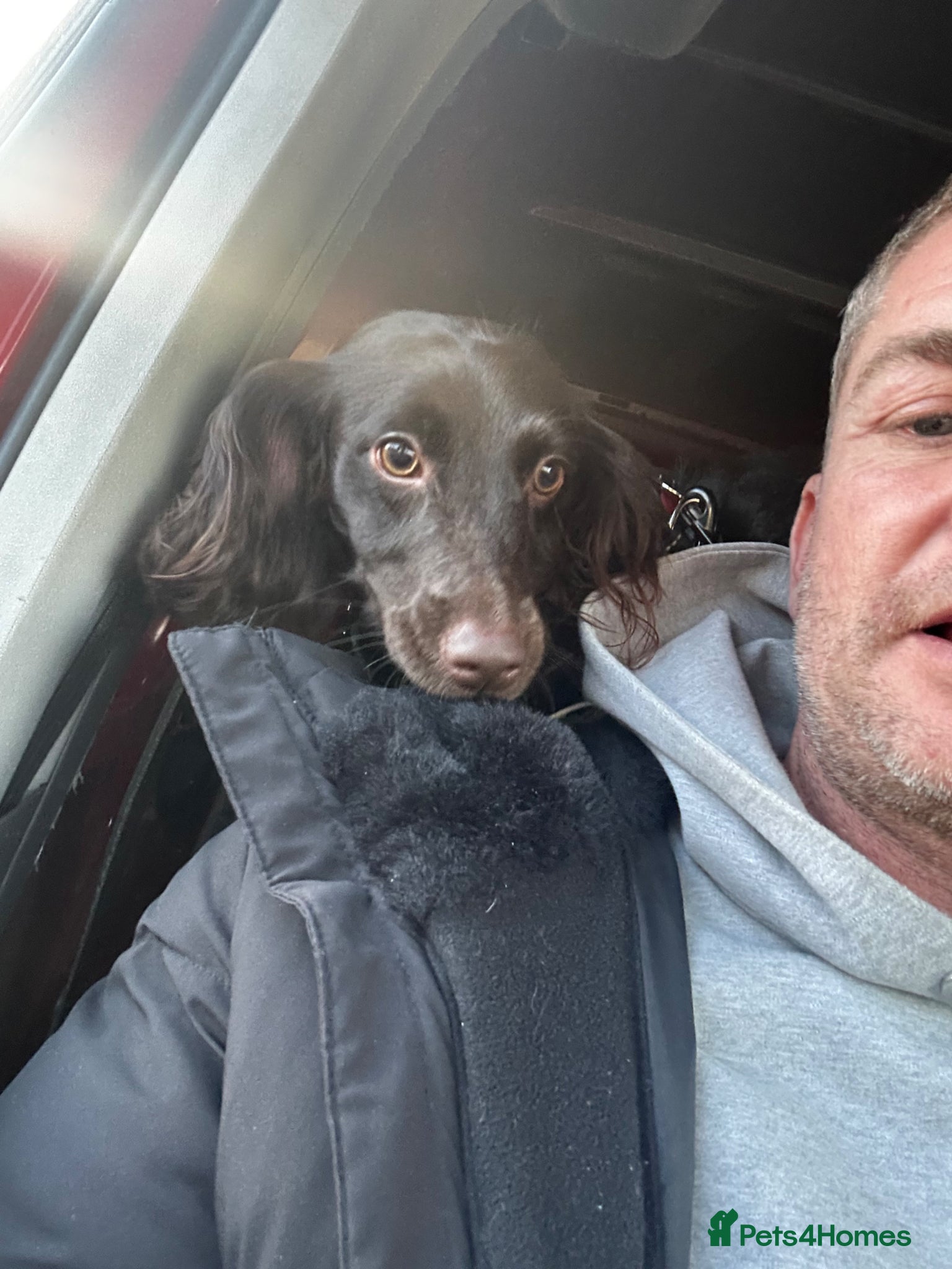 Sprocker dogs for sale: Coco bean  in Wigan - Advert 2