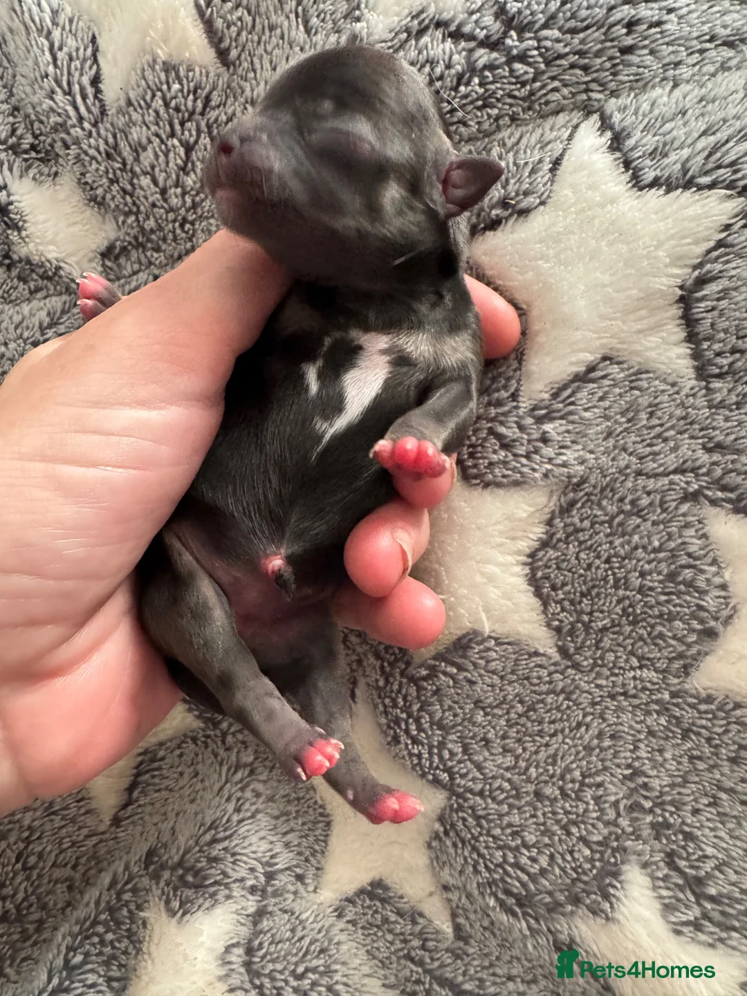 Chihuahua dogs for sale: Chihuahua Puppies in Bolton - Advert 2