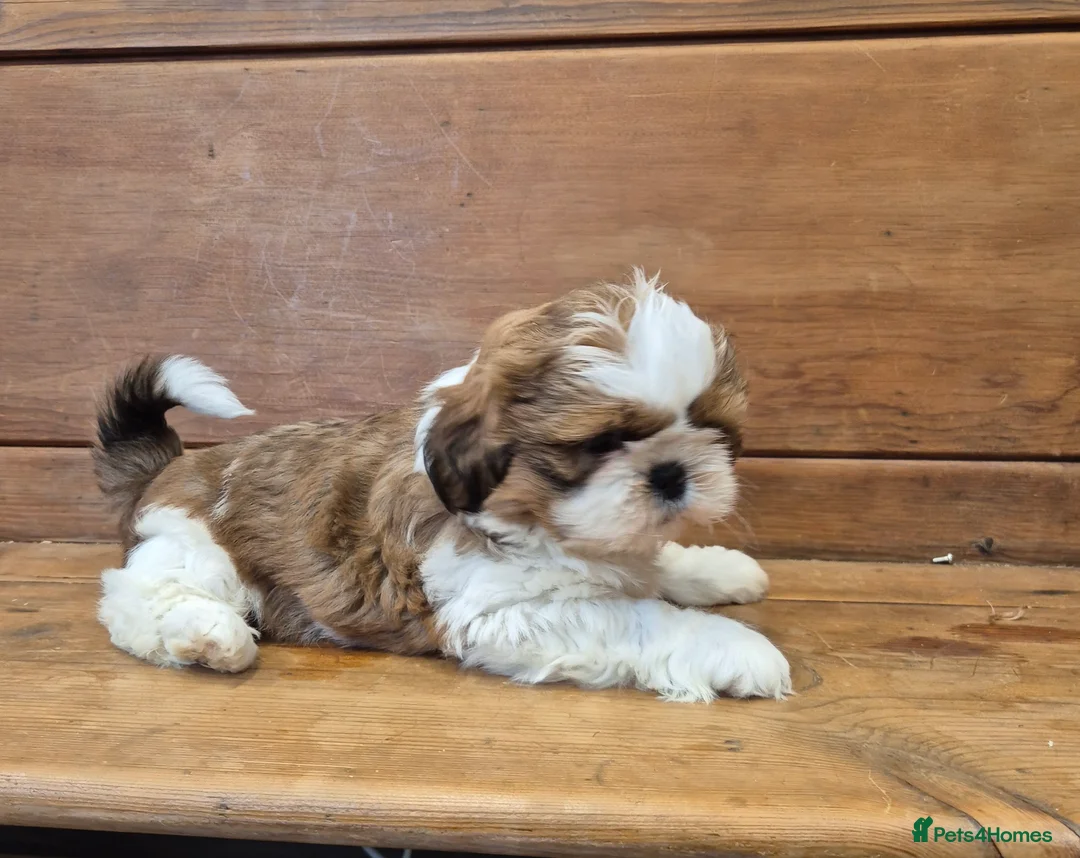 Shih Tzu dogs for sale: Exceptional Shih Tzu Puppies – 5⭐ Licensed Breeder - Advert 1