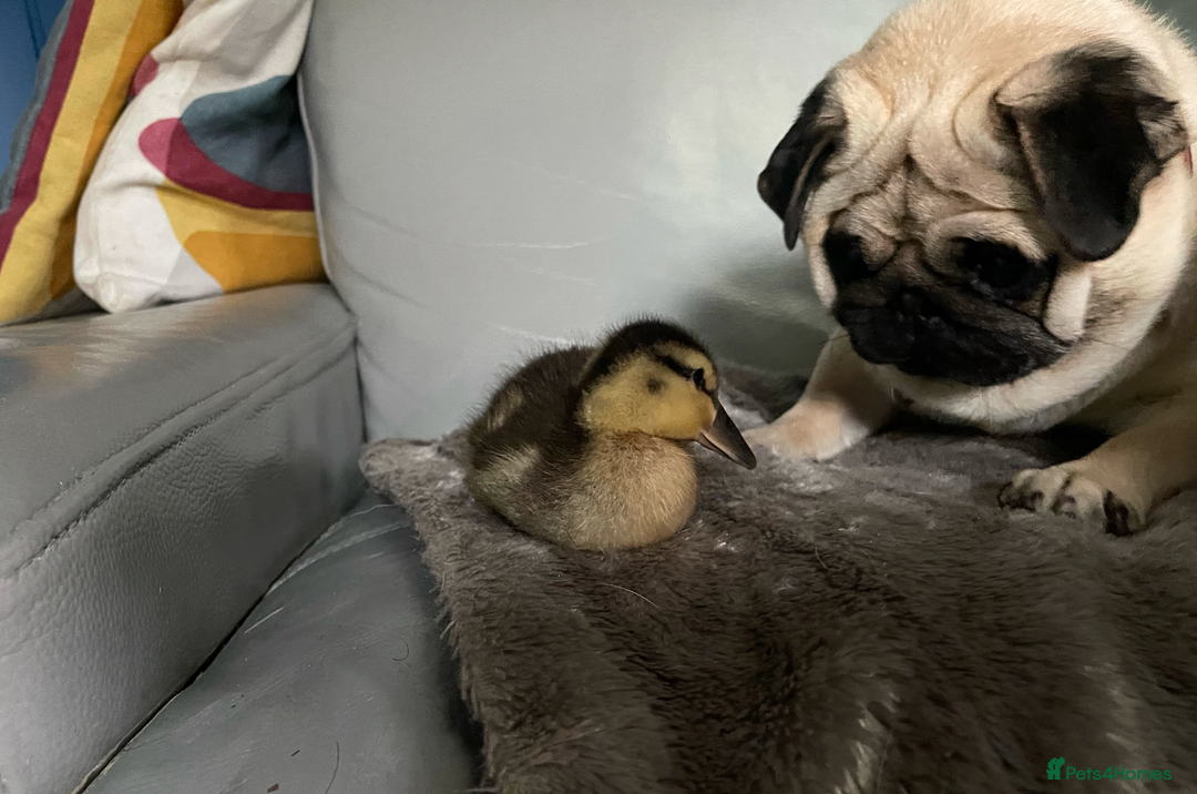 Mixed Breed dogs for sale: The Pug Who Raised a Duck Is Now Expecting Her Own - Advert 10