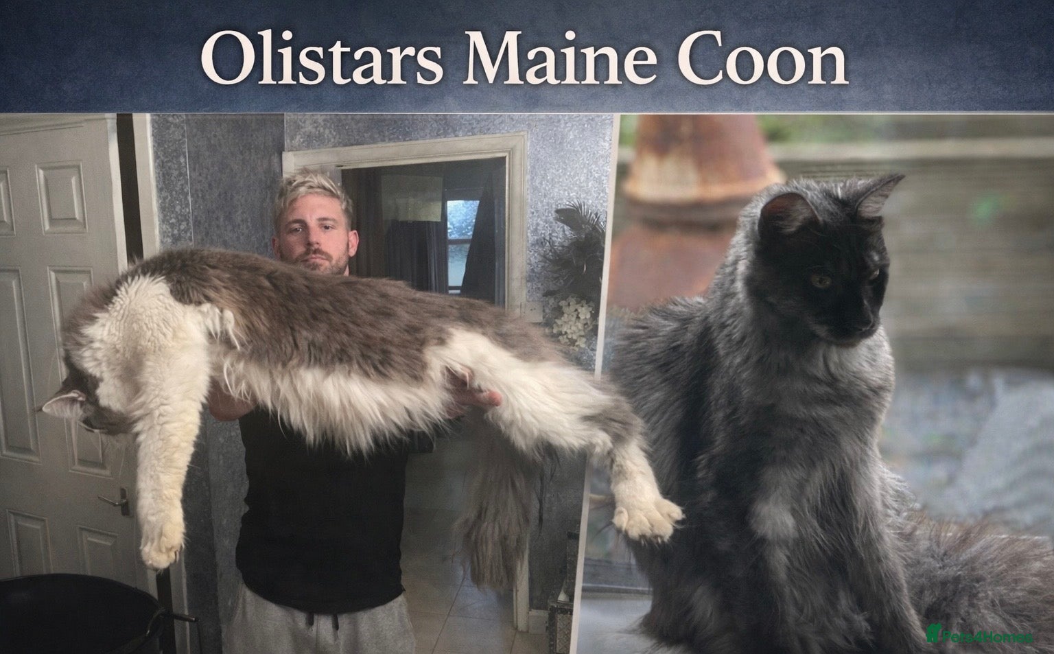 Maine Coon cats XXL MAINE COON KITTENS DEPOSIT SECURES - Advert 5