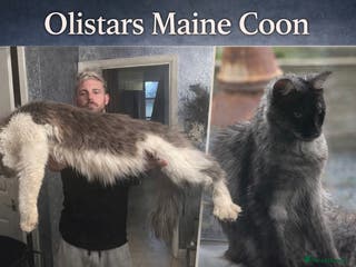 Maine Coon cats XXL MAINE COON KITTENS DEPOSIT SECURES - Advert 4