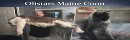 Maine Coon cats for sale: XXL MAINE COON KITTENS DEPOSIT SECURES - Advert 1