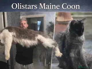 Maine Coon cats XXL MAINE COON KITTENS DEPOSIT SECURES - Advert 1