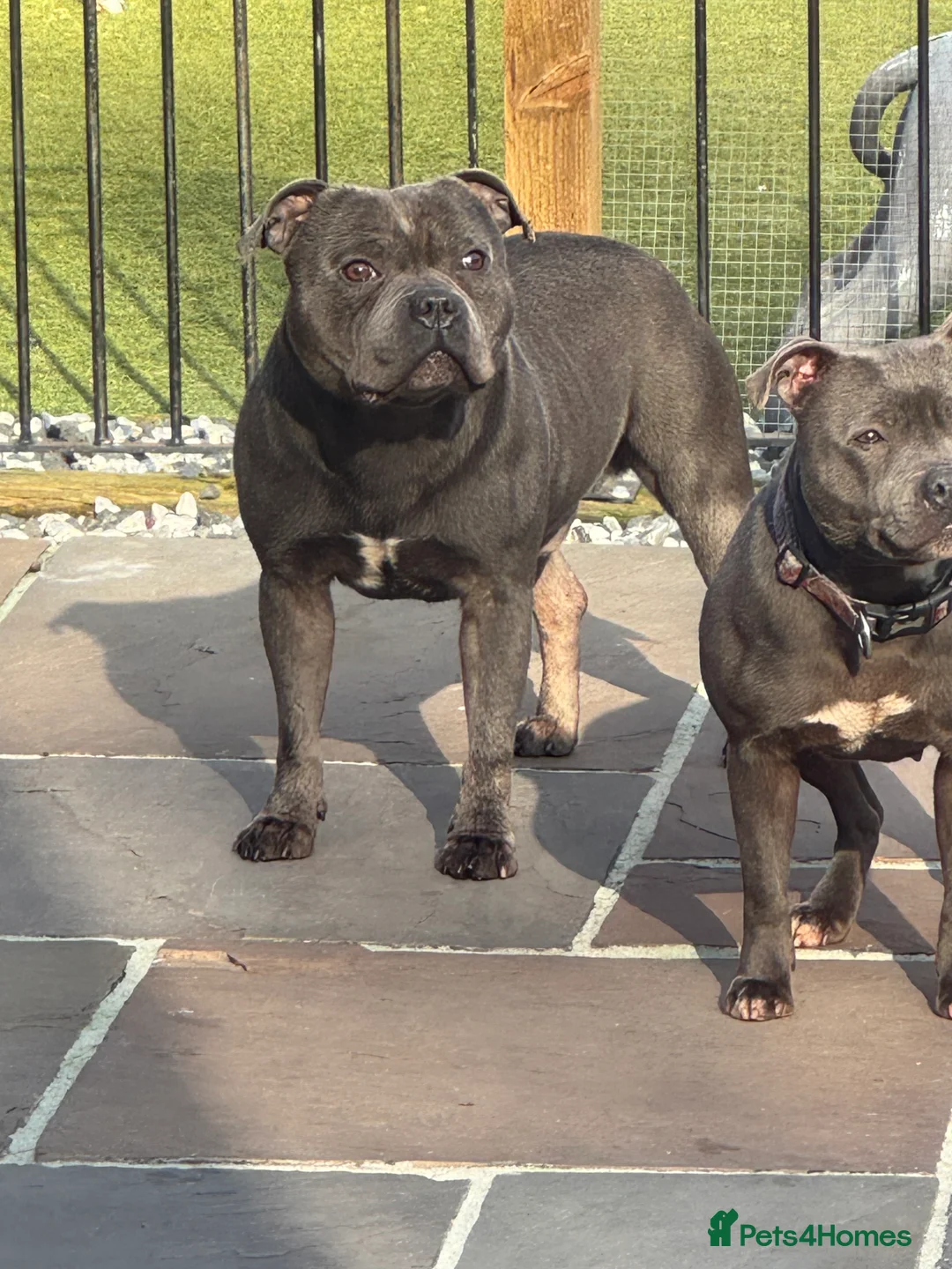 Staffordshire Bull Terrier dogs for stud: EXCEPTIONAL STUD. (litter brother to boss)  in Crewe - Advert 11
