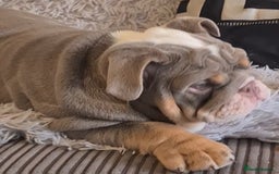 English Bulldog dogs for sale: K c reg English Bulldog pup - Image 7