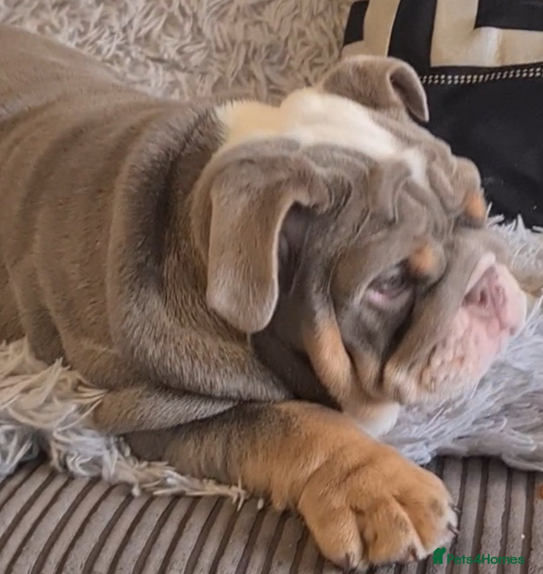 English Bulldog dogs for sale: K c reg English Bulldog pup - Image 7