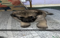 German Shepherd dogs for sale: 10 German Shepherd Puppy - Image 4
