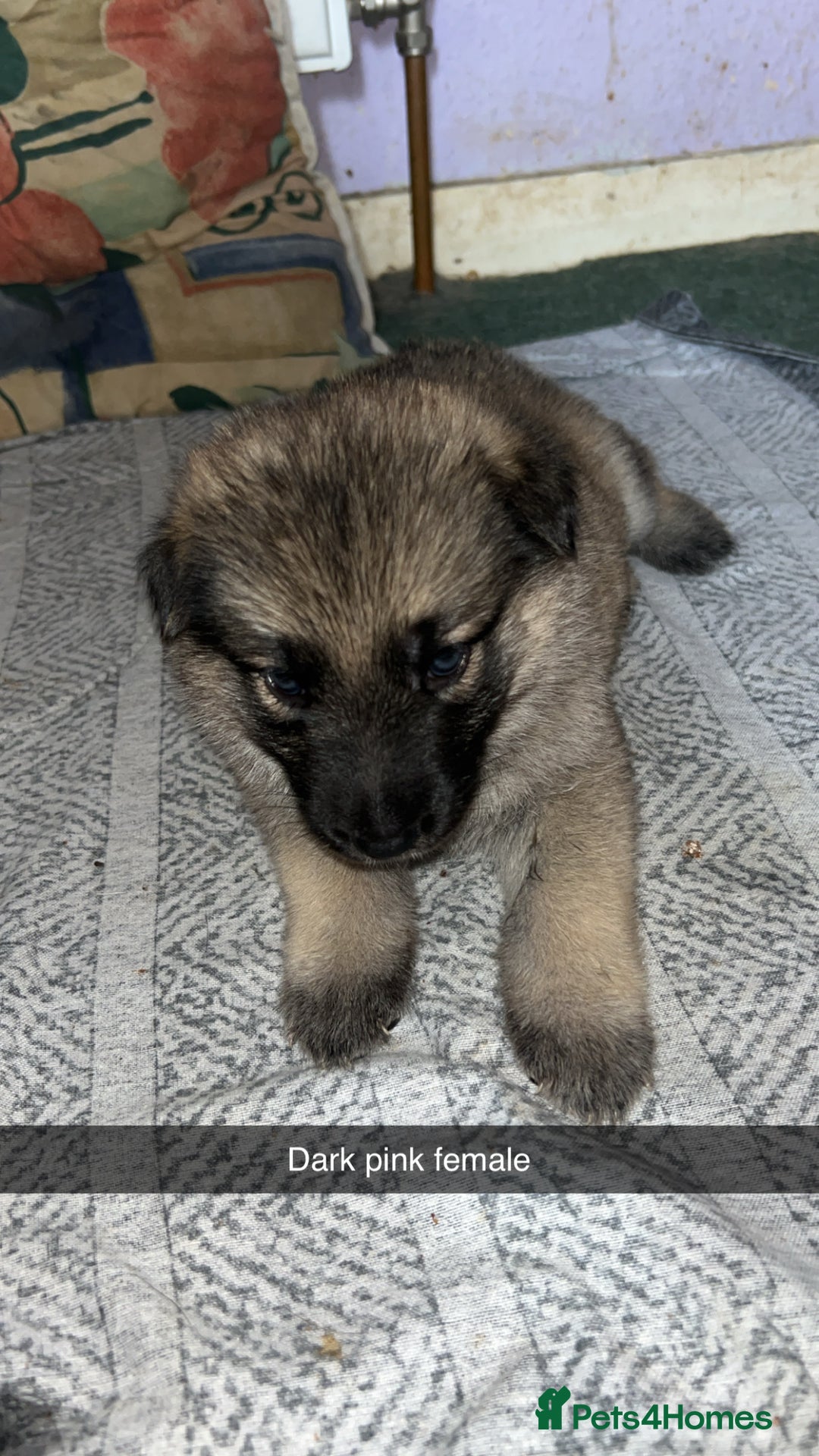 German Shepherd dogs for sale: 10 German Shepherd Puppy - Image 4