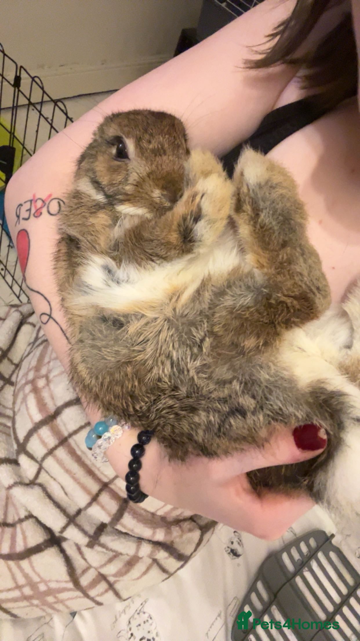 Netherland Dwarf rabbits male Netherland dwarf rabbit - Advert 15