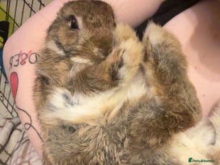 Netherland Dwarf rabbits male Netherland dwarf rabbit - Advert 15