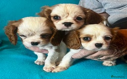 Cavalier King Charles Spaniel dogs for sale: Kc register King Charles puppies. - Image 7