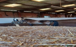 Welsh Section A horses for sale: Welsh Section A Mare Lead Rein pony - Image 8