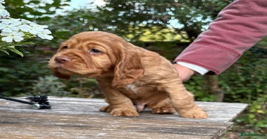 Cocker Spaniel dogs - Advert 15