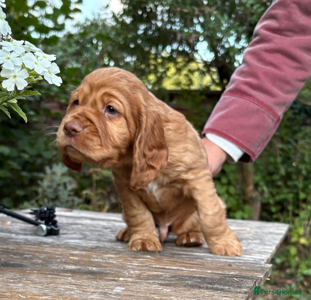 Cocker Spaniel dogs for sale: 3 Working Cocker boy puppies for sale - Image 3