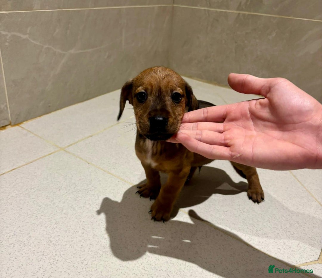 Dachshund dogs for sale: Dachshund Puppies - Image 6