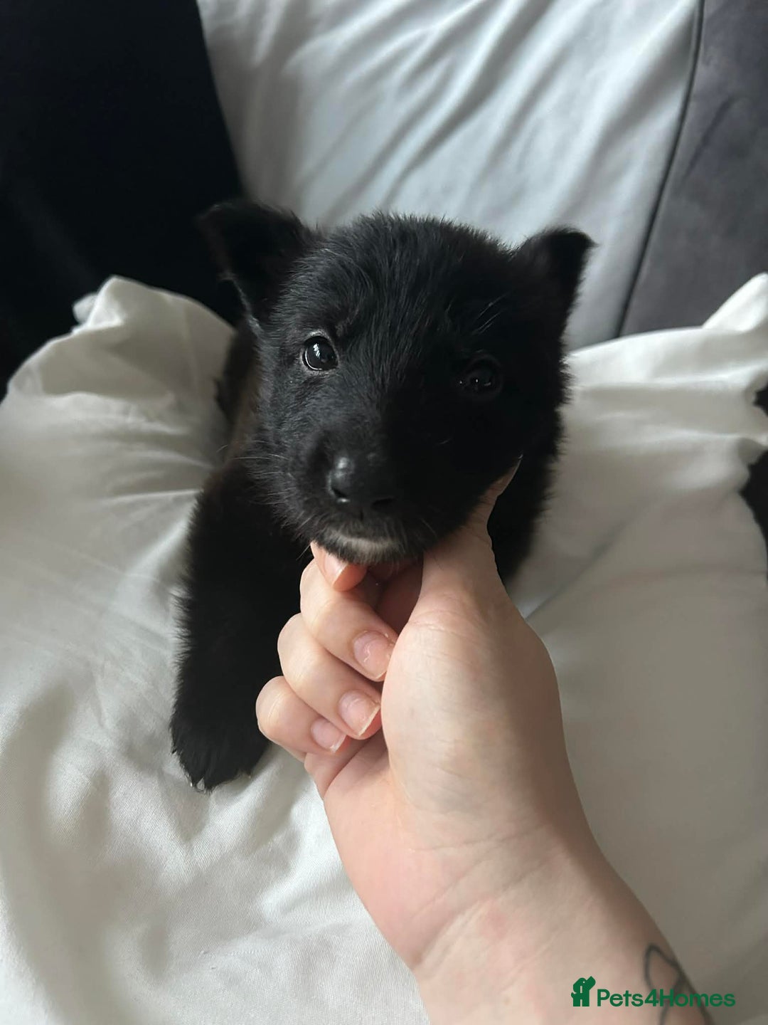 German Shepherd dogs for sale: Beautiful german shepherd puupy  - Advert 2