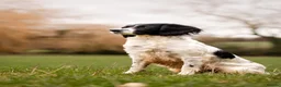 English Springer Spaniel dogs for sale: Fully health tested working springer spaniels  in Buckingham - Advert 17