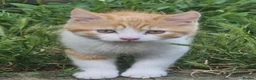 Mixed Breed cats for sale: Persian kittens  - Advert 7