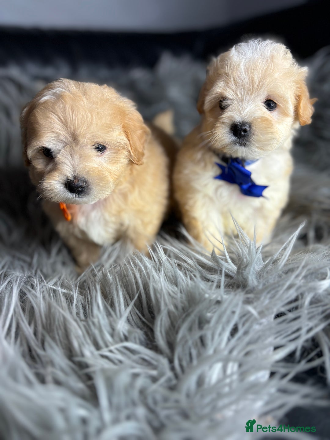 Maltipoo dogs for sale: TINY TOY F1 HEALTH TESTED MALTIPOO PUPS - Image 3